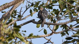 Shikra - Senegal 2