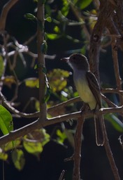 Short-crested Flycatcher, Myiarchus ferox2