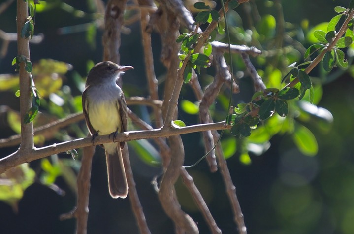 Short-crested Flycatcher, Myiarchus ferox1