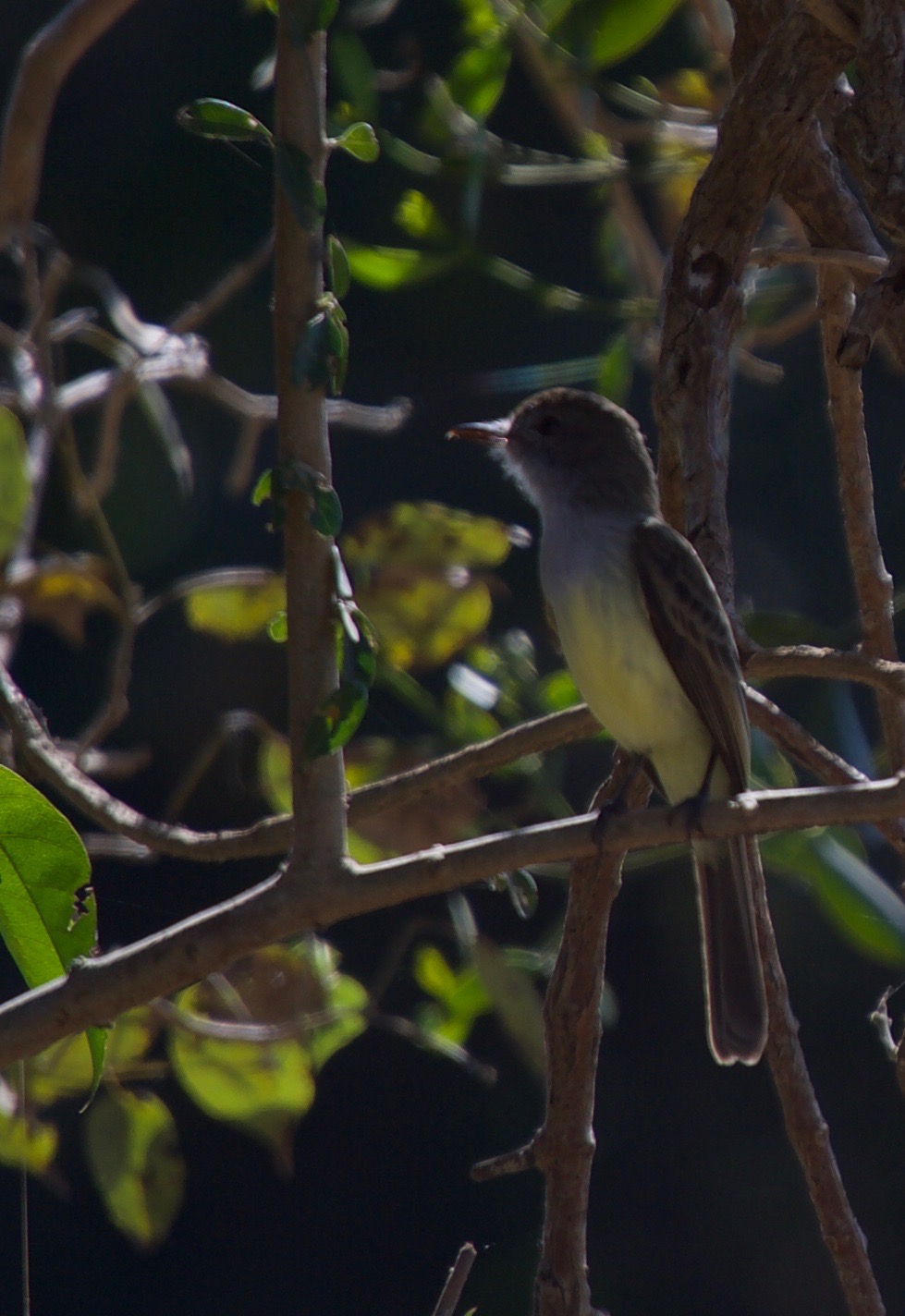 Short-crested Flycatcher, Myiarchus ferox2