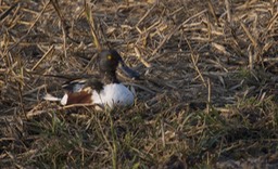 Shoveler, Northern. Anas clypeata