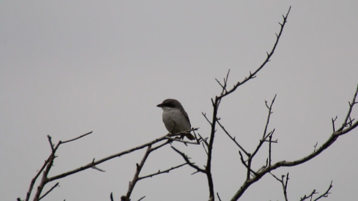 Shrike, Loggerhead (Texas)