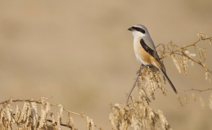 Shrike, Long-tailed. Lanius schach