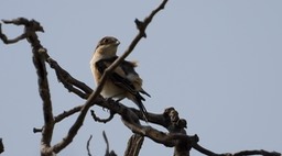 Shrike, Woodchat 3