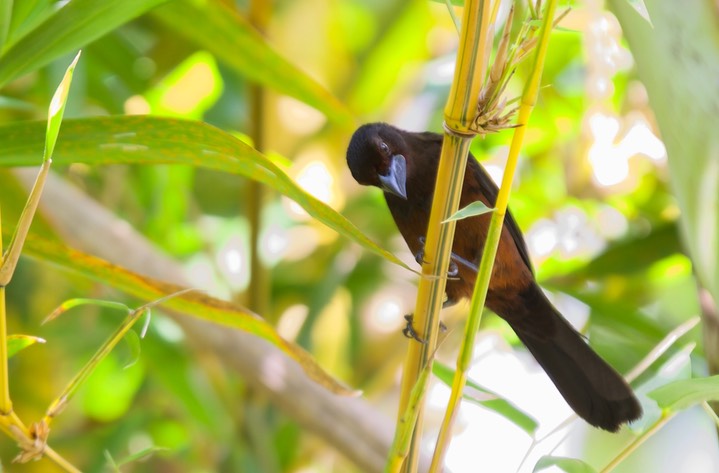 Silver-beaked Tanager, Ramphocelus carbo1