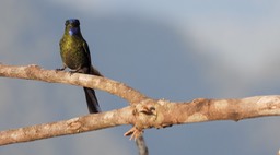 Slyph, Long-tailed 2 (Cerro Montezuma, Colombia) 4