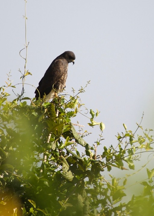 Snail Kite, Rostrhamus sociabilis