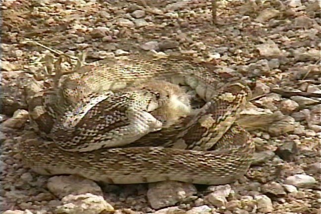 Snake, Sonoran Gopher 3