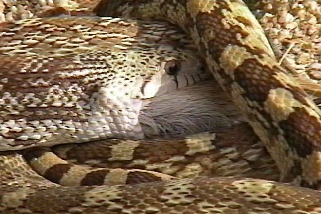 Snake, Sonoran Gopher 5