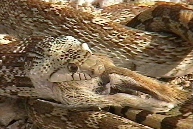 Snake, Sonoran Gopher 6