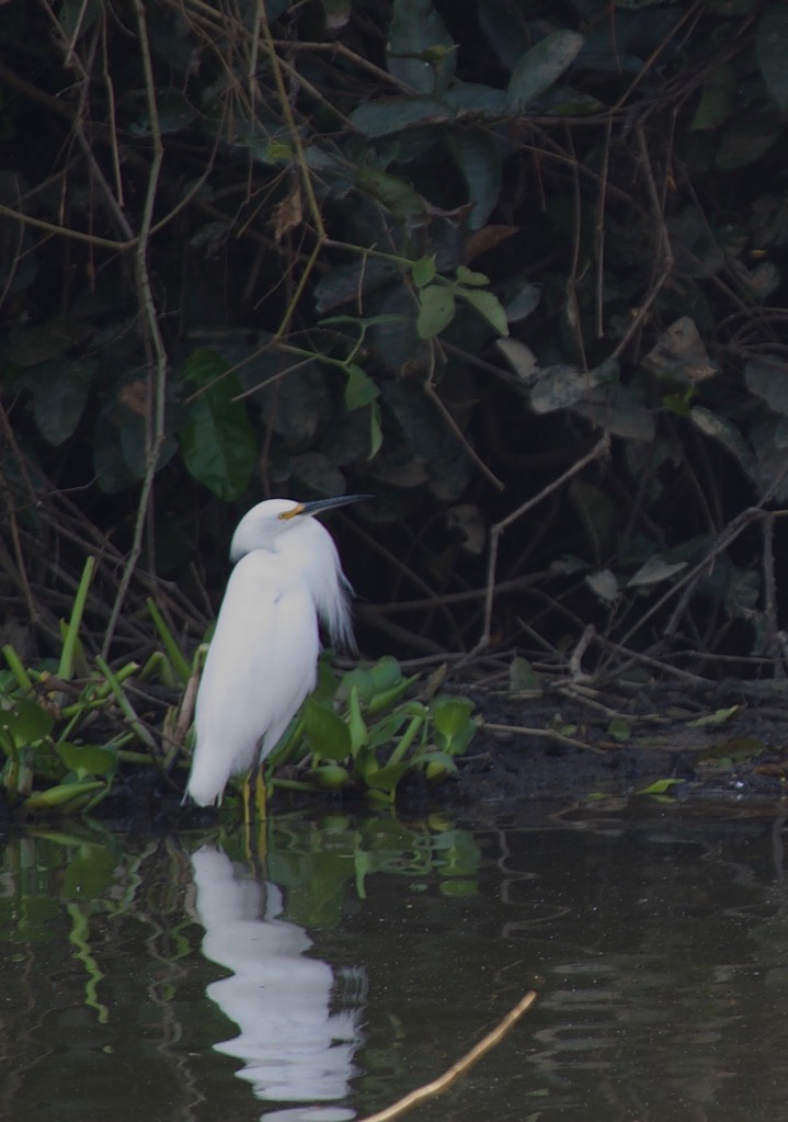 Snowy Egret 1