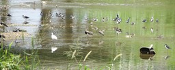 Snowy Egret 1