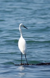  Snowy Egret, Egretta thula    1