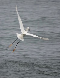  Snowy Egret, Egretta thula    12