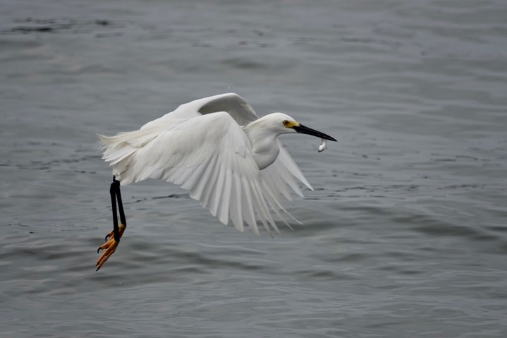  Snowy Egret, Egretta thula    6