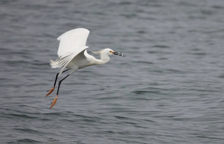  Snowy Egret, Egretta thula    10