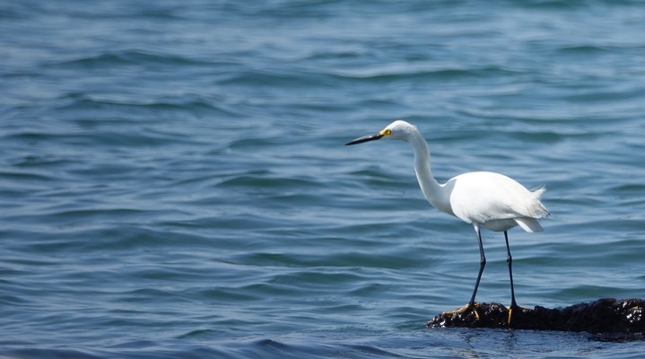  Snowy Egret, Egretta thula    2