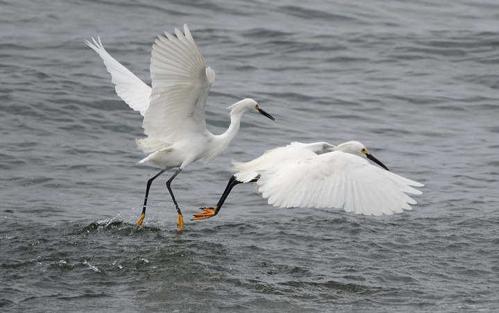  Snowy Egret, Egretta thula    4