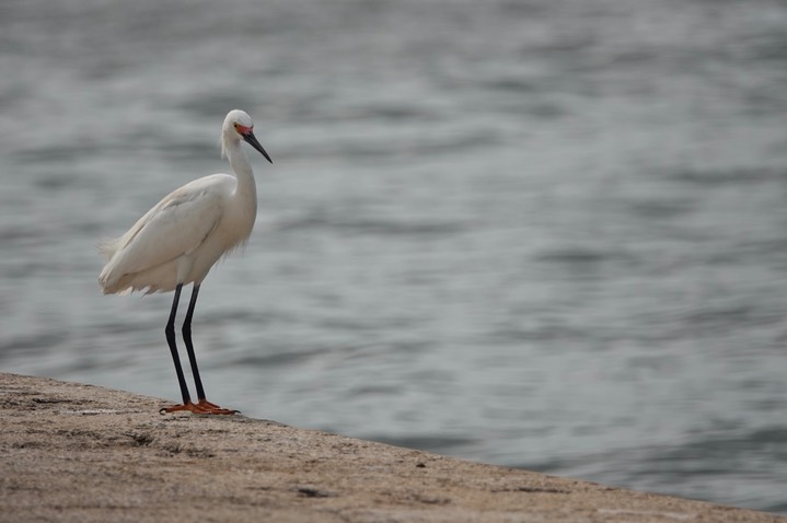  Snowy Egret, Egretta thula    11