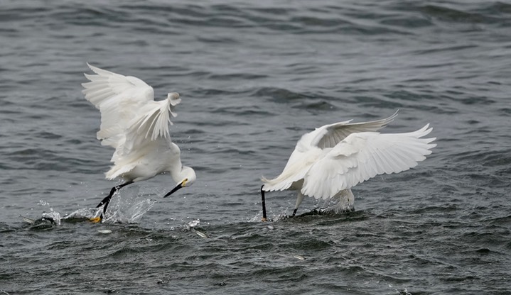  Snowy Egret, Egretta thula    5