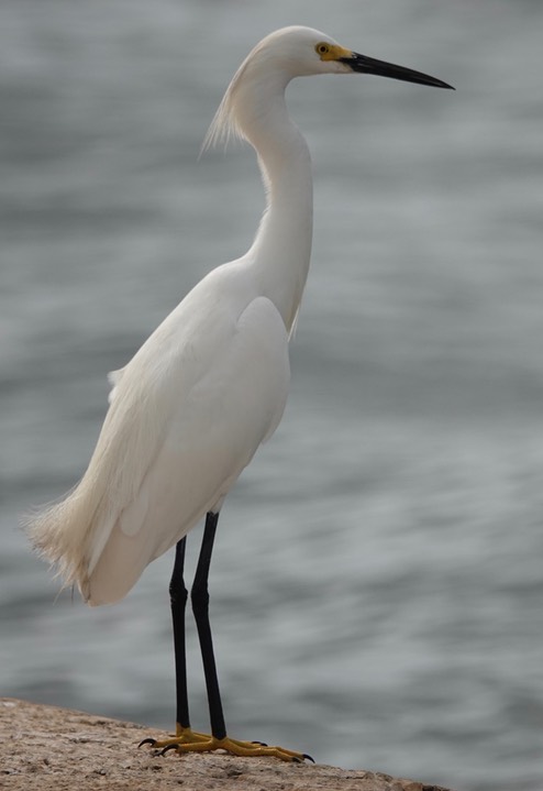  Snowy Egret, Egretta thula    7