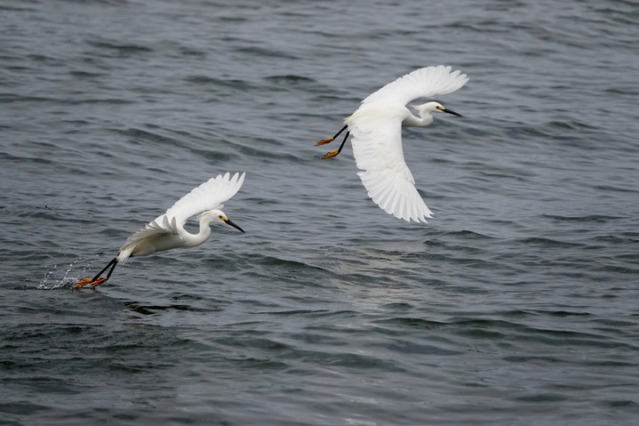  Snowy Egret, Egretta thula    8