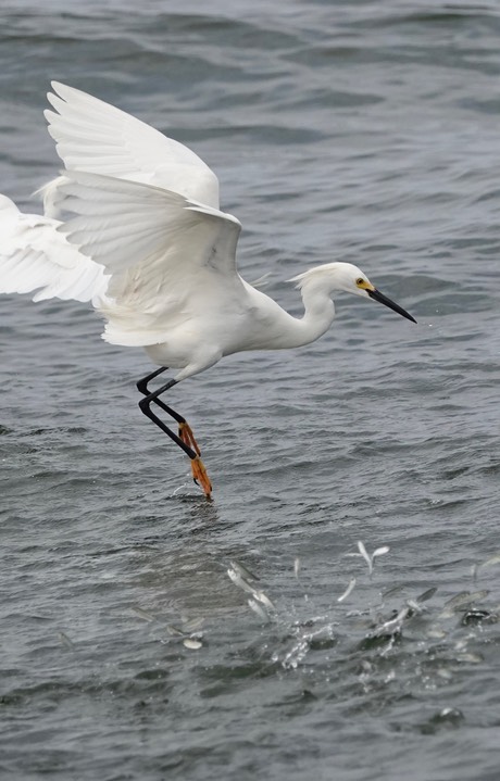  Snowy Egret, Egretta thula    3