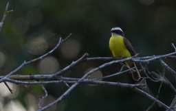 Social Flycatcher, Myiozetetes similis19a