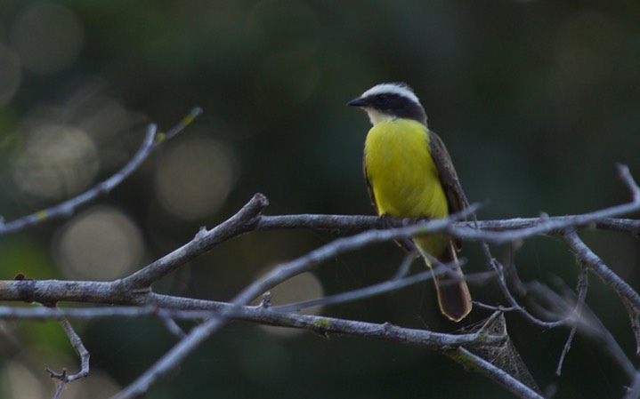 Social Flycatcher, Myiozetetes similis