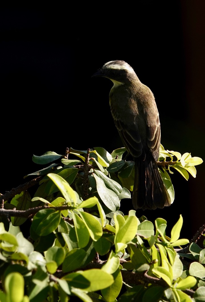 Social Flycatcher, Myiozetetes similis    2