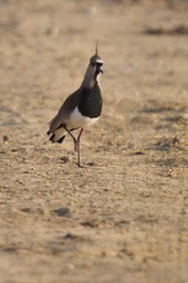 Southern Lapwing, Vanellus chilensis20b