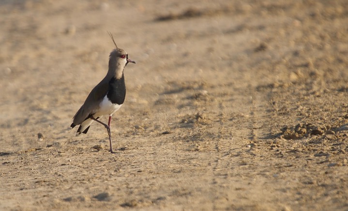 Southern Lapwing, Vanellus chilensis