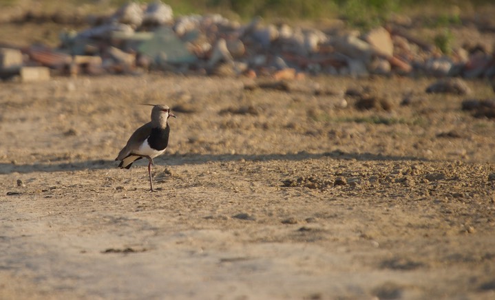 Southern Lapwing, Vanellus chilensis20a