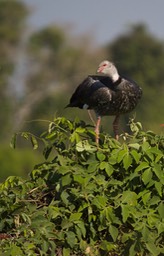 Southern Screamer, Chauna torquata4