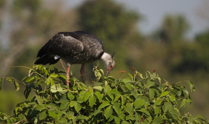 Southern Screamer, Chauna torquata5