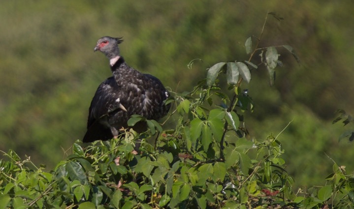 Southern Screamer, Chauna torquata1