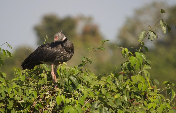 Southern Screamer, Chauna torquata6