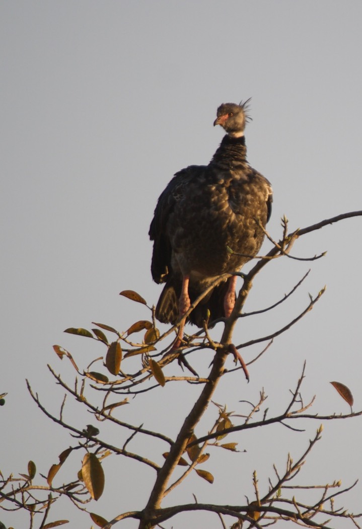 Southern Screamer, Chauna torquata19