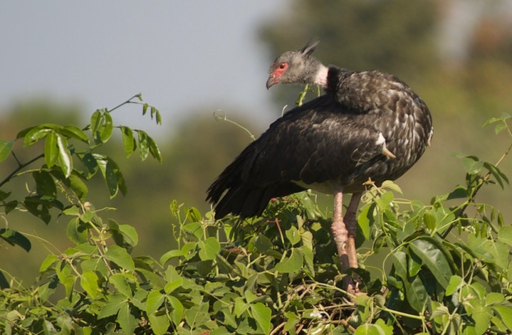 Southern Screamer, Chauna torquata