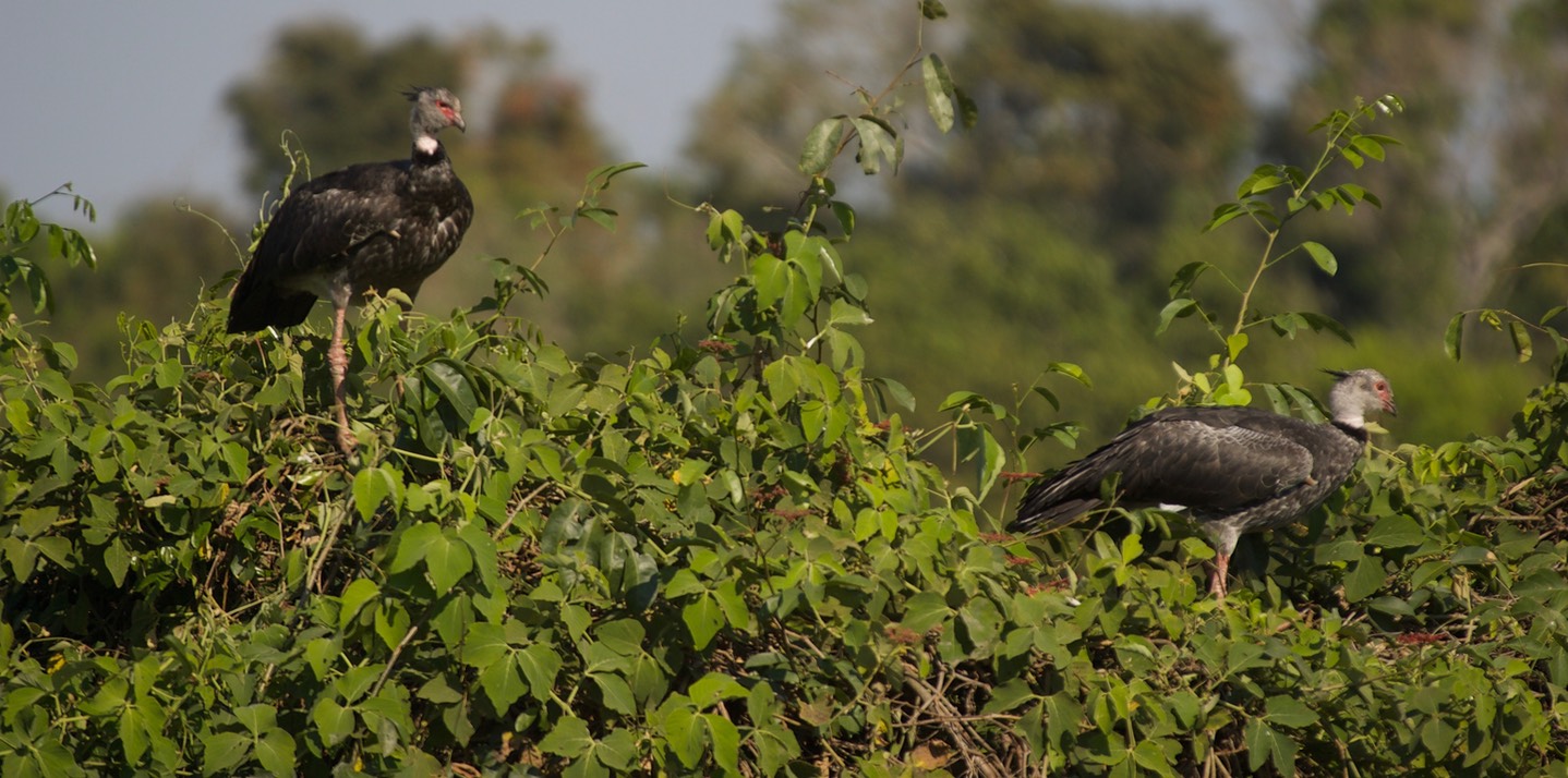 Southern Screamer, Chauna torquata3