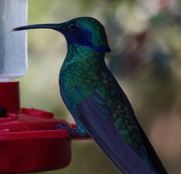 El Dorado Reserve, Santa Marta Mountains, Colombia