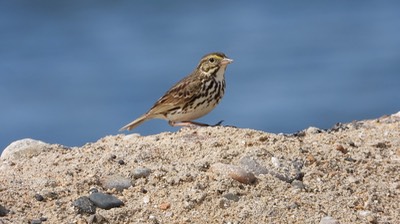 Sparrow, Belding's - Baja California Sur 1