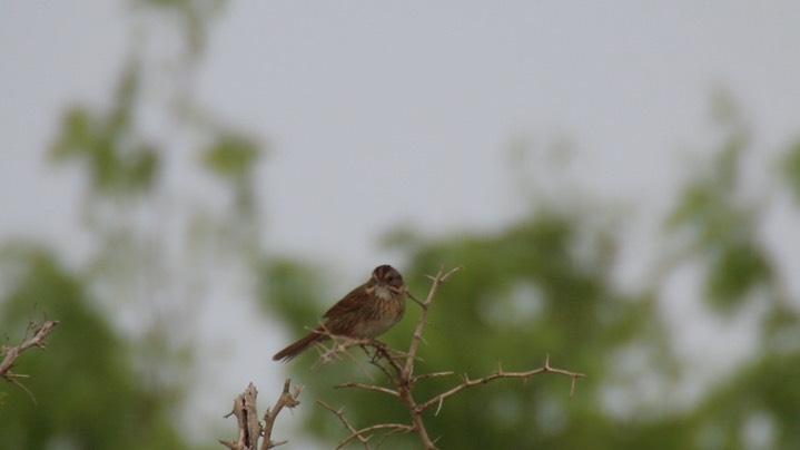 Sparrow, Lincoln's 1