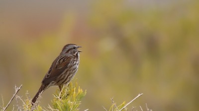 Sparrow, Song (Summer Lake, Oregon) 1