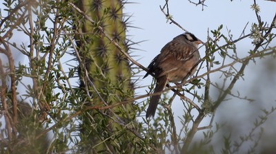Sparrow, White-crowned (Baja)