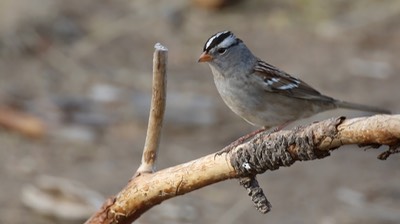 Sparrow, White-crowned (Oregon)