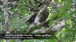 Spider Monkey, Geoffroy's