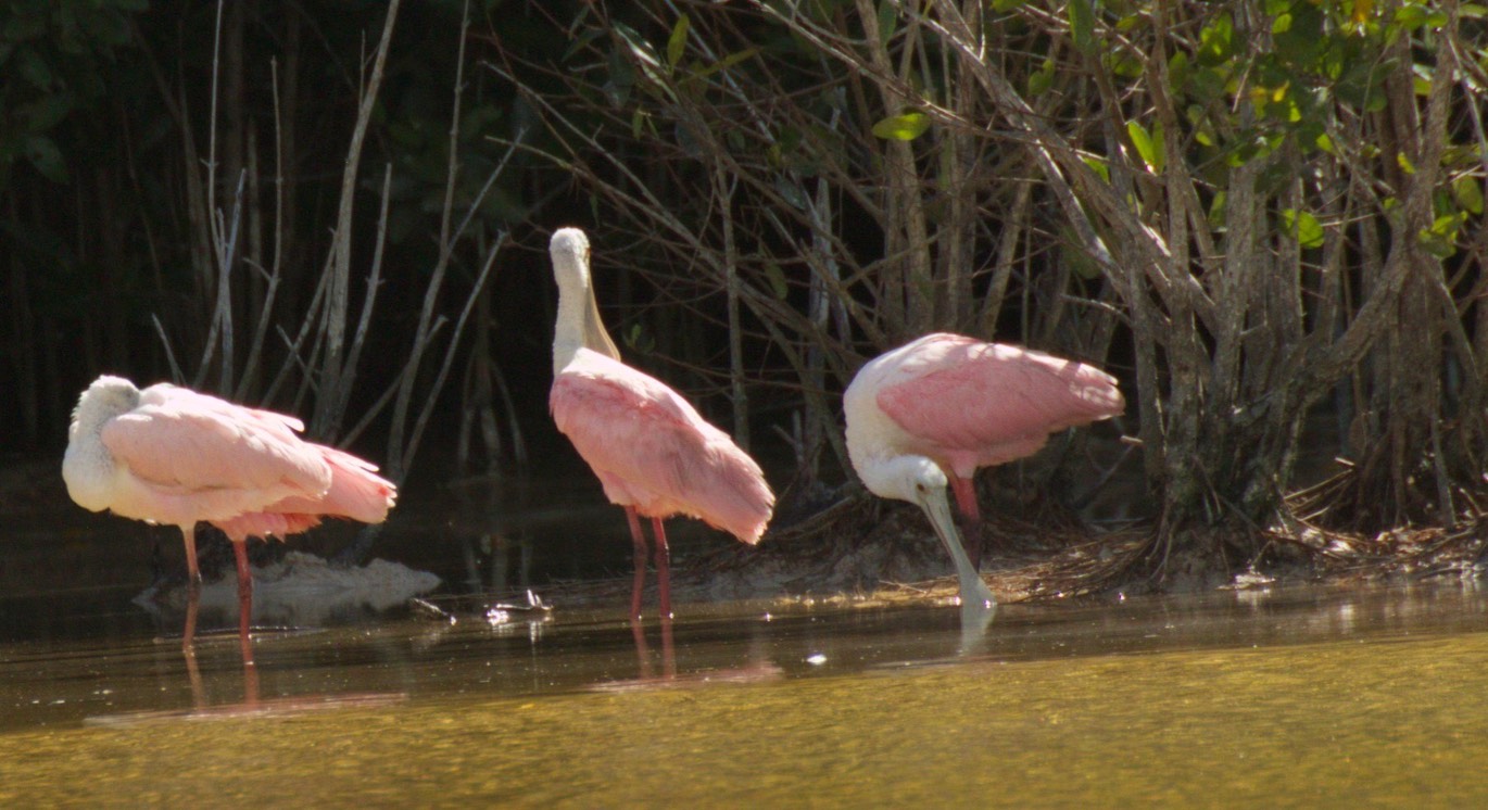 Spoonbill, Roseate 12