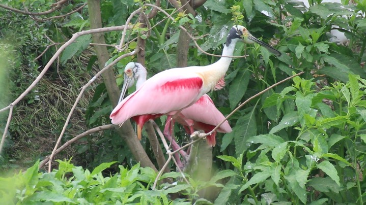 Spoonbill, Roseate (Texas) 1