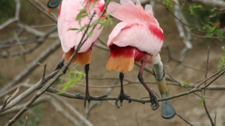 Spoonbill, Roseate (Texas) 4